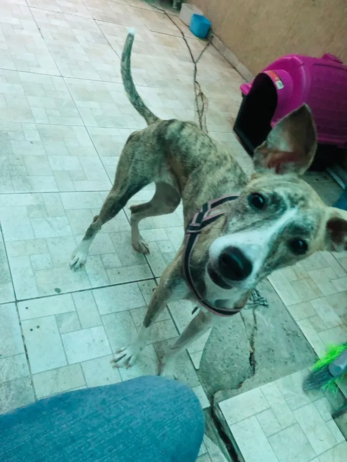 Cachorro raça SRD-ViraLata idade 1 ano nome Haze