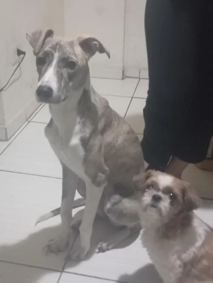 Cachorro raça SRD-ViraLata idade 1 ano nome Haze