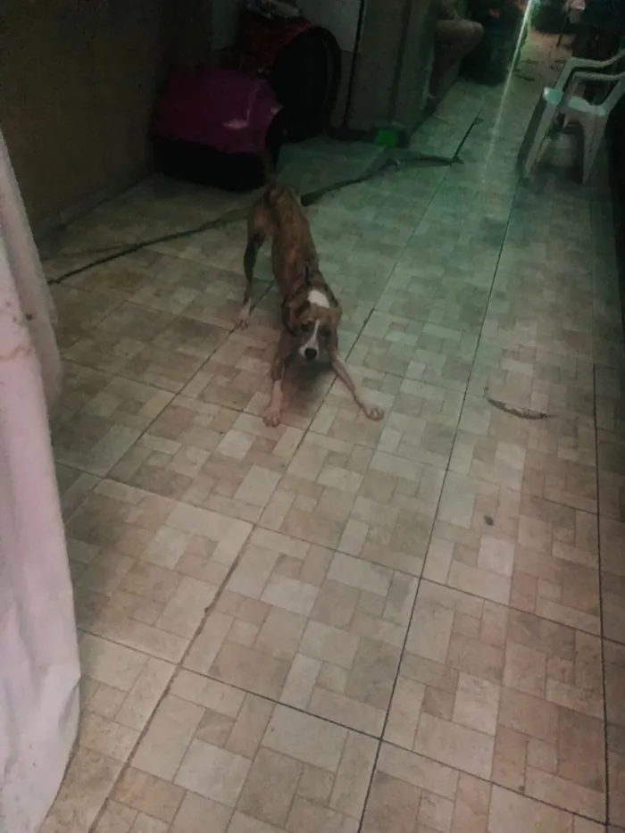 Cachorro raça SRD-ViraLata idade 1 ano nome Haze
