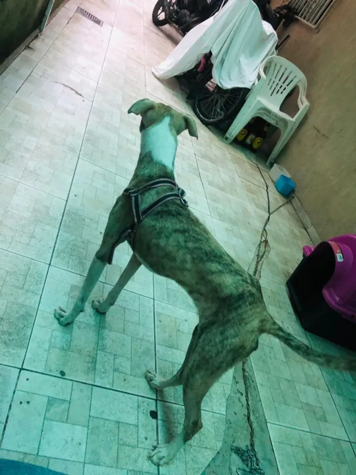 Cachorro raça SRD-ViraLata idade 1 ano nome Haze