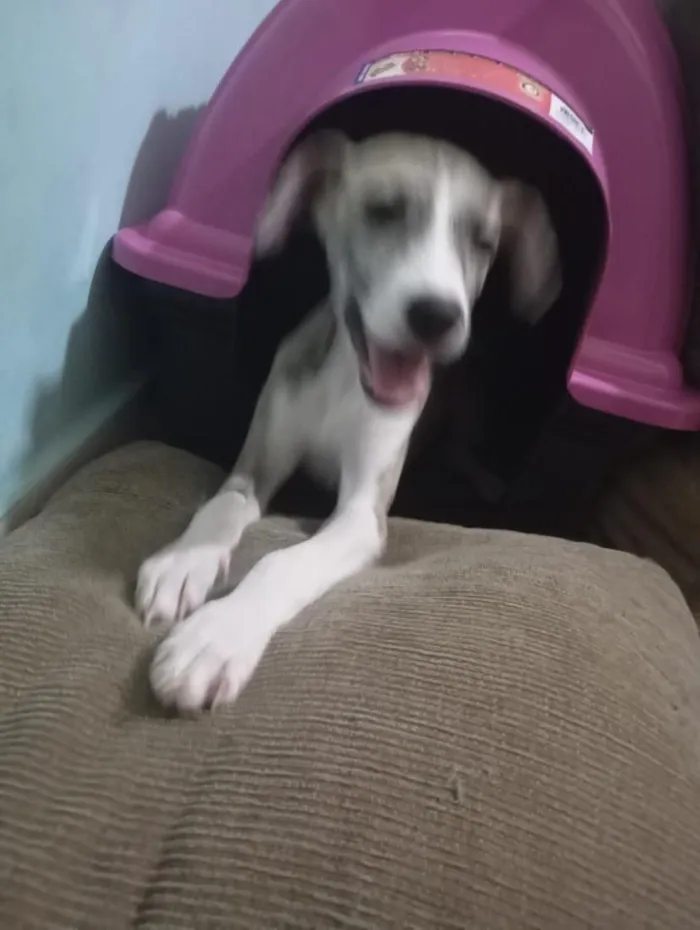 Cachorro raça SRD-ViraLata idade 1 ano nome Haze