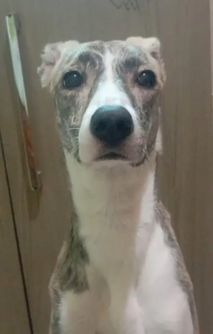 Cachorro raça SRD-ViraLata idade 1 ano nome Haze