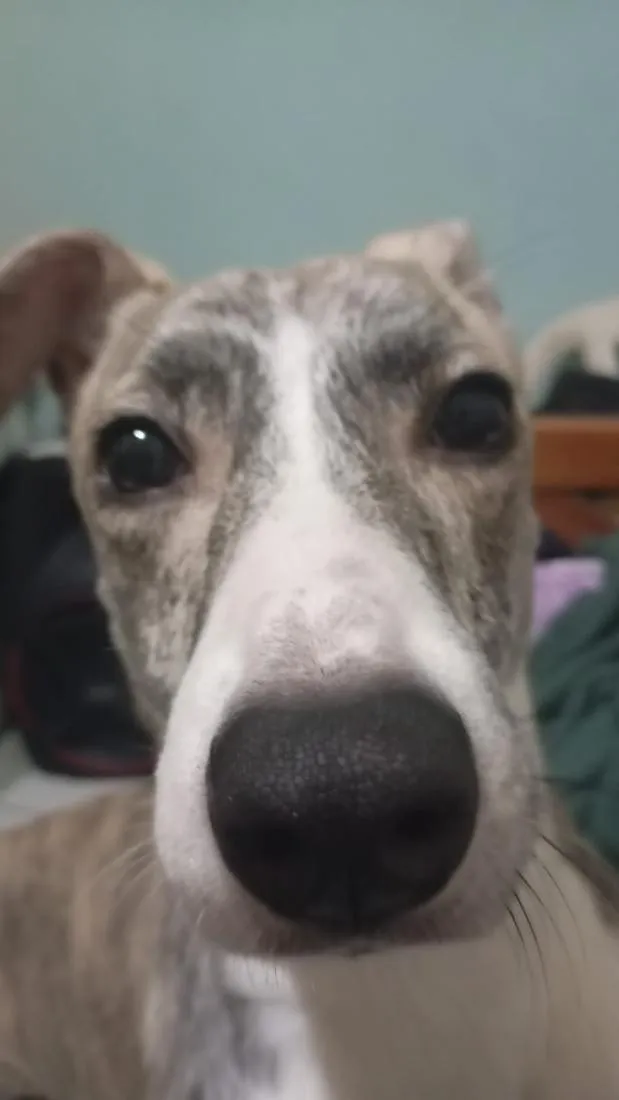 Cachorro raça SRD-ViraLata idade 1 ano nome Haze