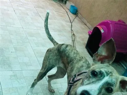 Cachorro raça SRD-ViraLata idade 1 ano nome Haze