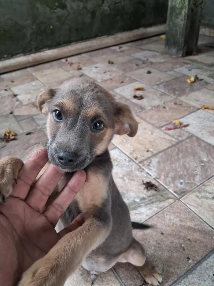 Cachorro raça SRD-ViraLata idade 2 a 6 meses nome Dog
