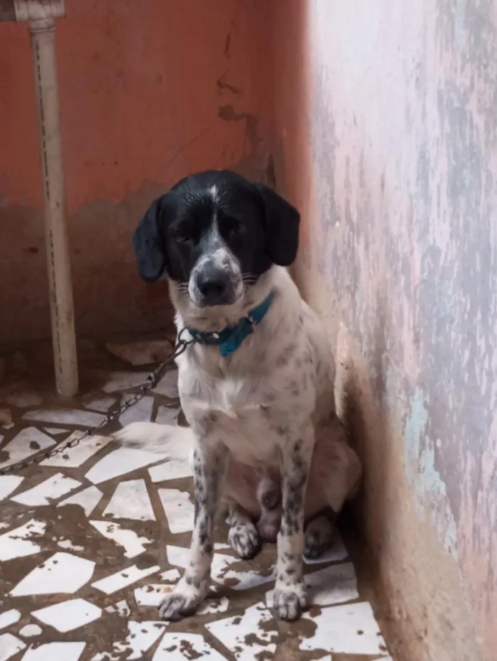 Cachorro raça SRD-ViraLata idade 5 anos nome mandrak