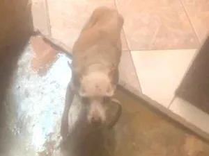 Cachorro raça SRD-ViraLata idade 6 ou mais anos nome Betovem 
