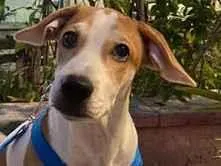 Cachorro raça SRD-ViraLata idade 7 a 11 meses nome Charles