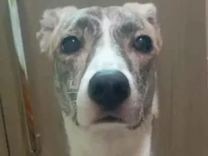 Cachorro raça SRD-ViraLata idade 1 ano nome Haze