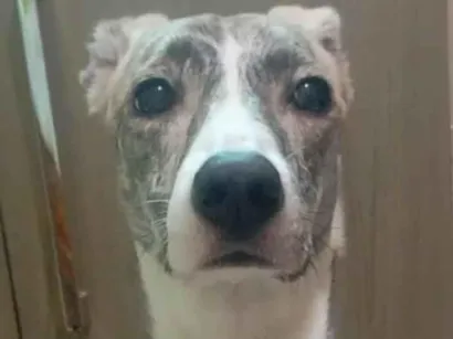 Cachorro raça SRD-ViraLata idade 1 ano nome Haze
