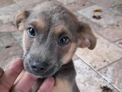 Cachorro raça SRD-ViraLata idade 2 a 6 meses nome Dog