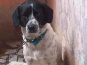 Cachorro raça SRD-ViraLata idade 5 anos nome mandrak