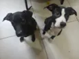 Maya e Lola
