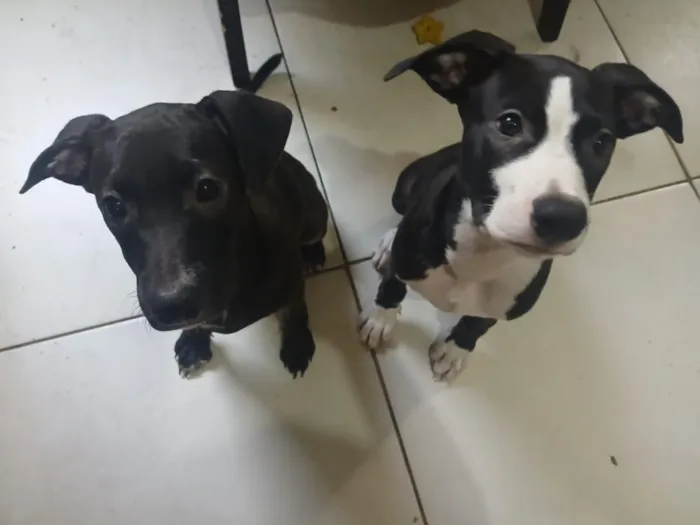 Cachorro raça SRD-ViraLata idade 2 a 6 meses nome Maya e Lola