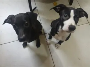 Cachorro raça SRD-ViraLata idade 2 a 6 meses nome Maya e Lola