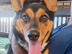 Cachorro raça SRD-ViraLata idade 1 ano nome Sofi 