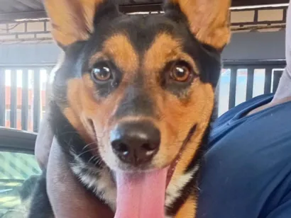 Cachorro raça SRD-ViraLata idade 1 ano nome Sofi 