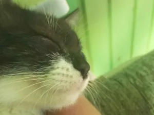 Gato raça Siamês idade 7 a 11 meses nome HERICK SAMUEL