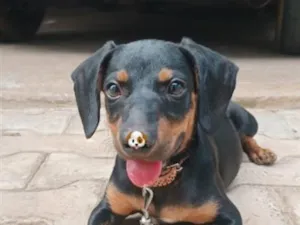 Cachorro raça SRD-ViraLata idade 2 a 6 meses nome zyggy 