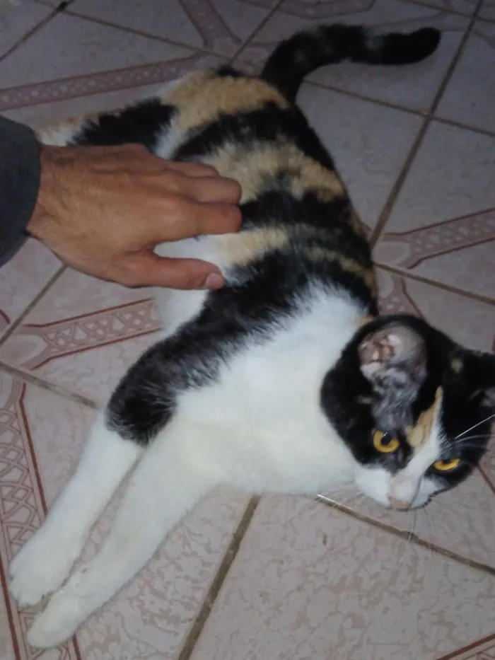 Gato raça SRD-ViraLata idade 3 anos nome Esmeralda