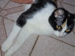 Gato raça SRD-ViraLata idade 3 anos nome Esmeralda