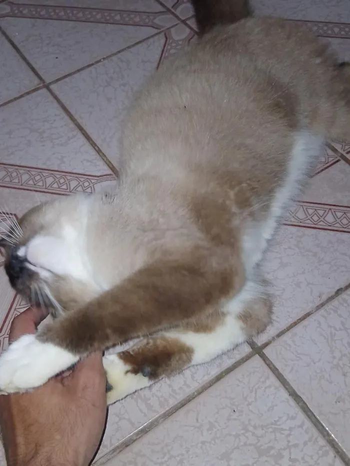 Gato raça SRD-ViraLata idade 2 a 6 meses nome Luna