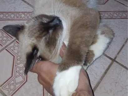 Gato raça SRD-ViraLata idade 2 a 6 meses nome Luna