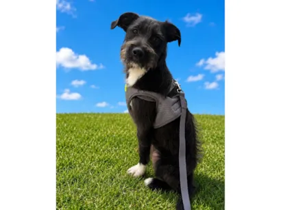 Cachorro raça SRD-ViraLata idade 7 a 11 meses nome Chico