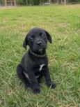 Igor 