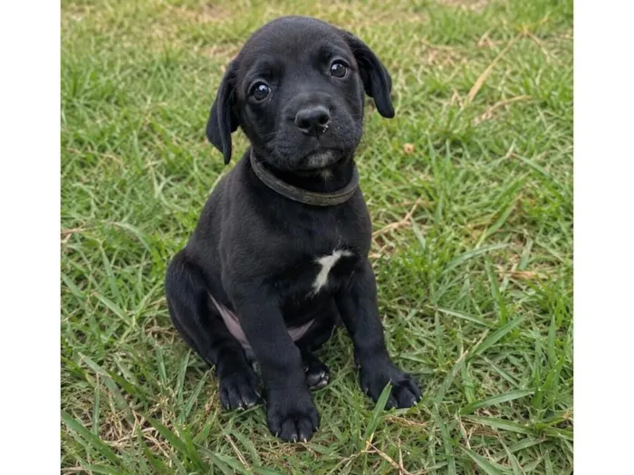 Cachorro raça SRD-ViraLata idade 2 a 6 meses nome Igor 
