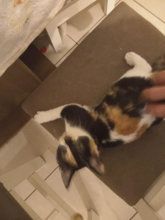 Gato raça SRD-ViraLata idade 2 a 6 meses nome Paçoca