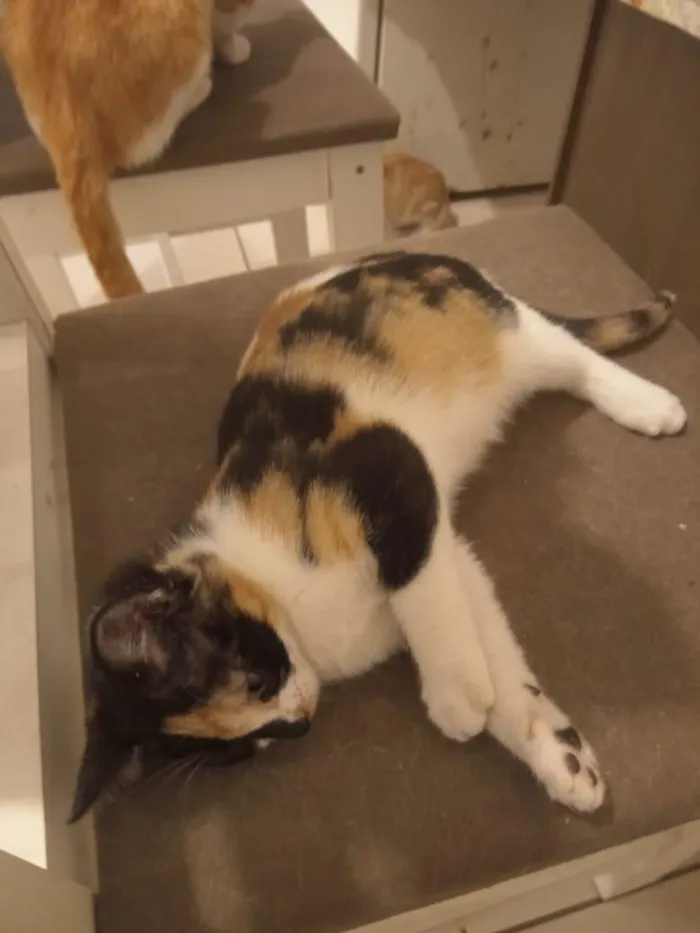 Gato raça SRD-ViraLata idade 2 a 6 meses nome Paçoca