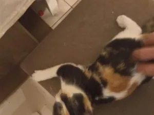 Gato raça SRD-ViraLata idade 2 a 6 meses nome Paçoca