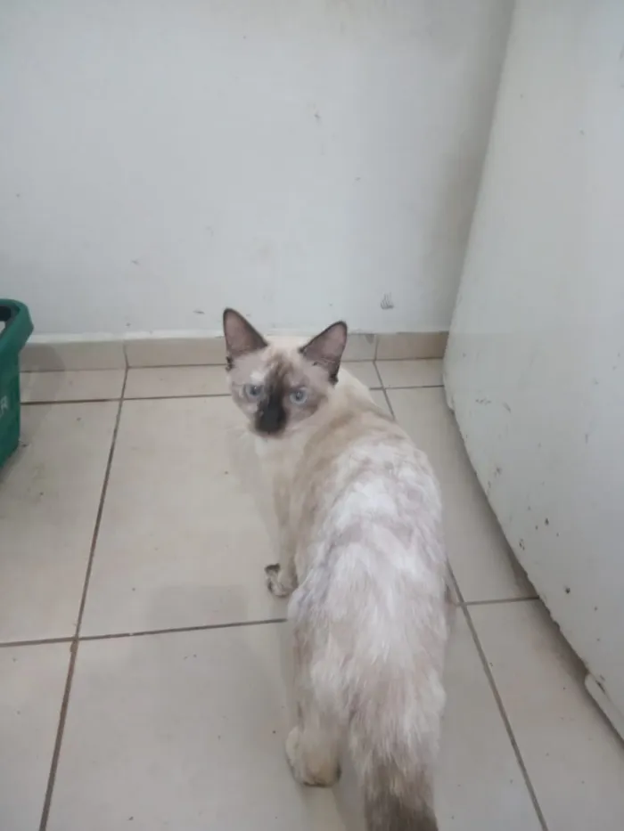 Gato raça SRD-ViraLata idade 7 a 11 meses nome Virgo