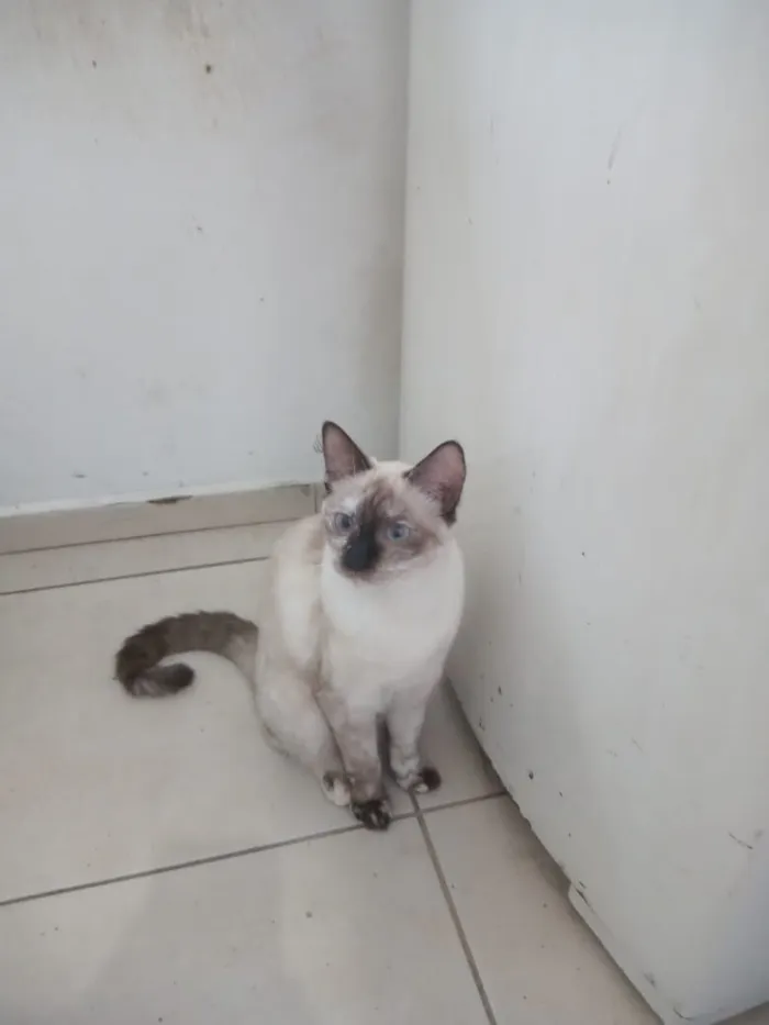 Gato raça SRD-ViraLata idade 7 a 11 meses nome Virgo