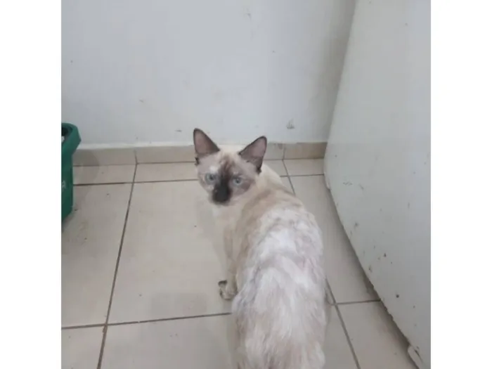 Gato raça SRD-ViraLata idade 7 a 11 meses nome Virgo