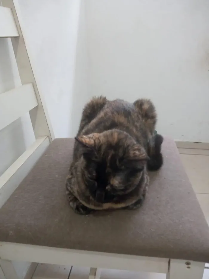 Gato raça SRD-ViraLata idade 7 a 11 meses nome Antares