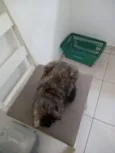 Antares