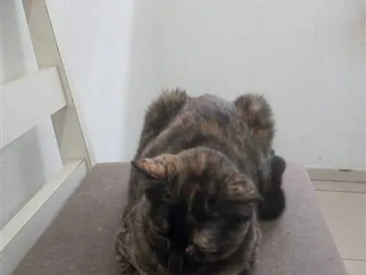 Gato raça SRD-ViraLata idade 7 a 11 meses nome Antares