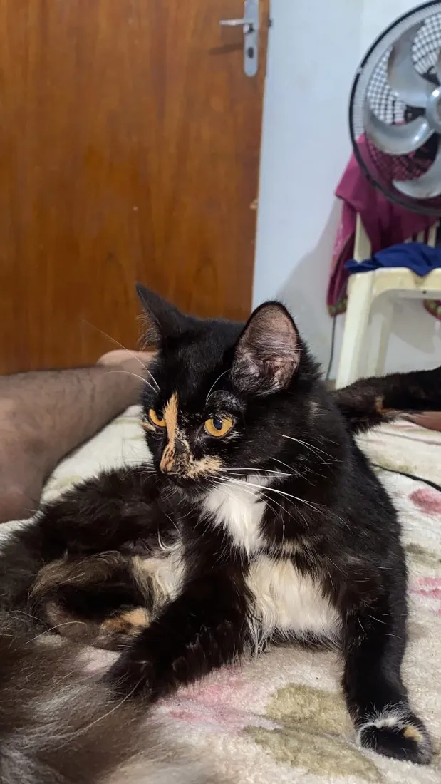 Gato raça SRD-ViraLata idade 1 ano nome Ísis 