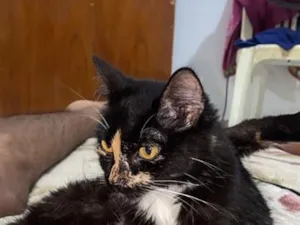 Gato raça SRD-ViraLata idade 1 ano nome Ísis 