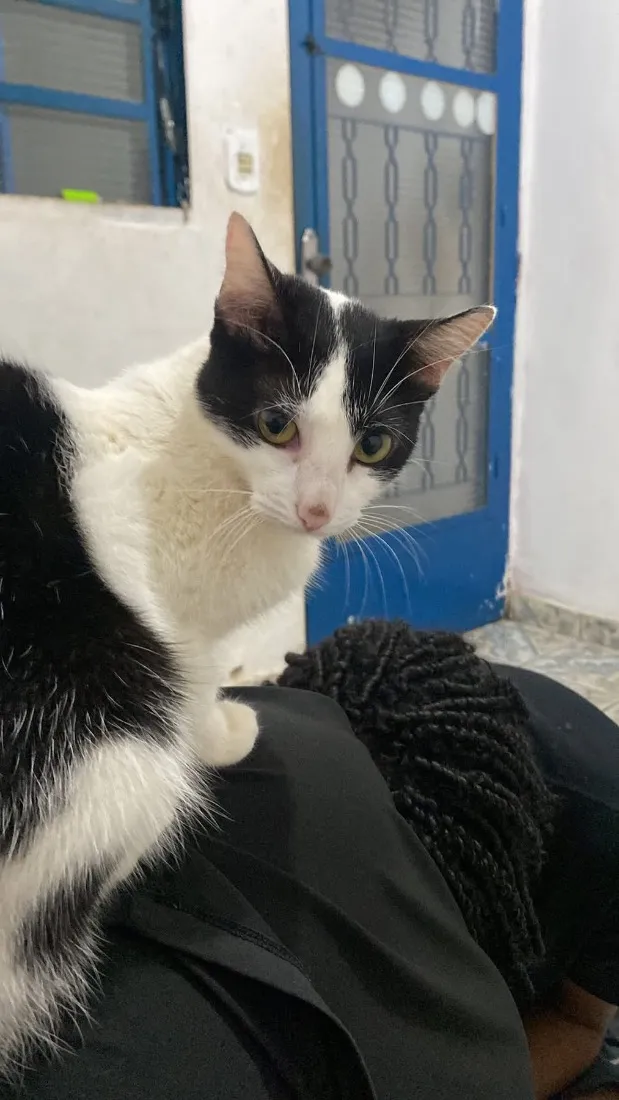Gato raça SRD-ViraLata idade 1 ano nome Kyara
