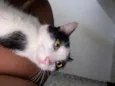 Kyara