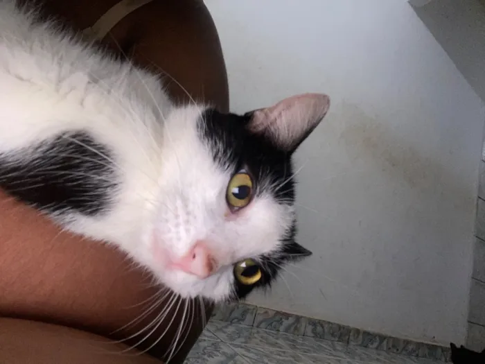 Gato raça SRD-ViraLata idade 1 ano nome Kyara