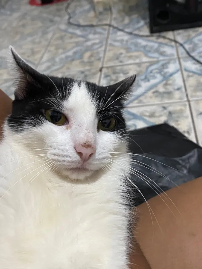 Gato raça SRD-ViraLata idade 1 ano nome Kyara