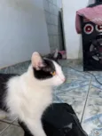 Kyara