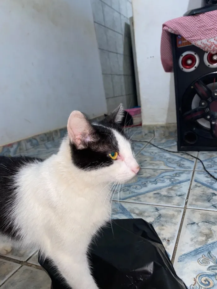 Gato raça SRD-ViraLata idade 1 ano nome Kyara