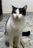 Kyara