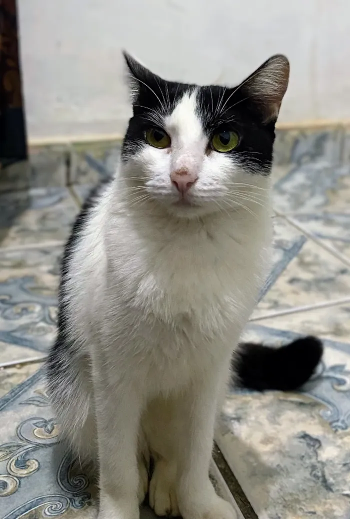 Gato raça SRD-ViraLata idade 1 ano nome Kyara