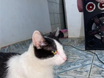 Gato raça SRD-ViraLata idade 1 ano nome Kyara